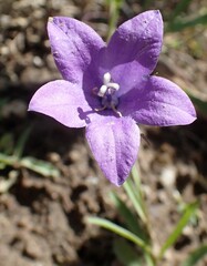 Campanula parryi