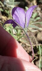 Campanula parryi
