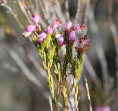Erica corifolia