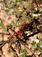 Disholcaspis prehensa