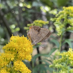 Thecla betulae