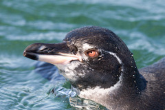 Spheniscus mendiculus