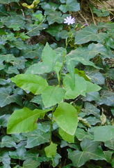 Cicerbita prenanthoides