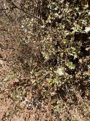 Disholcaspis prehensa