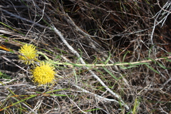 Leucospermum prostratum