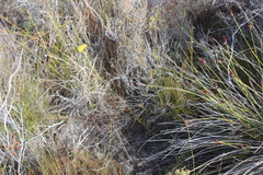 Leucospermum prostratum