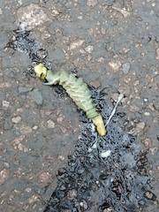 Smerinthus ocellata