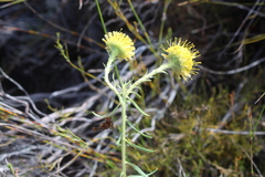 Leucospermum prostratum