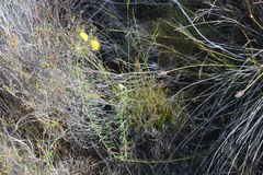 Leucospermum prostratum