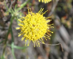 Leucospermum prostratum