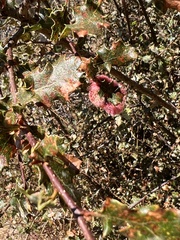 Andricus crystallinus