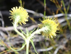 Leucospermum prostratum