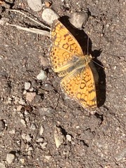 Phyciodes cocyta