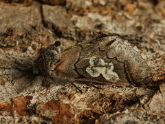 Diloba caeruleocephala