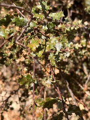 Andricus crystallinus