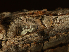 Diloba caeruleocephala