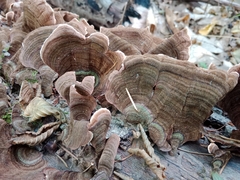 Stereum subtomentosum