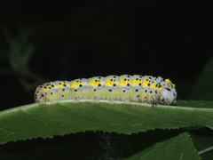 Diloba caeruleocephala