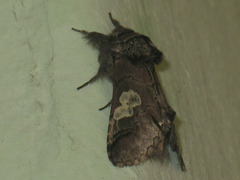 Diloba caeruleocephala