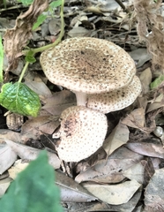 Echinoderma