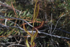 Drosera cistiflora