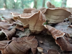 Stereum subtomentosum