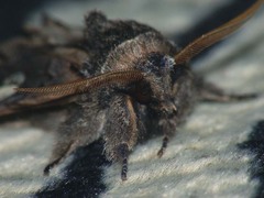 Diloba caeruleocephala