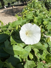 Calystegia silvatica