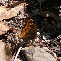 Polygonia