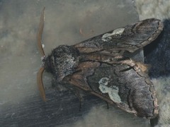 Diloba caeruleocephala