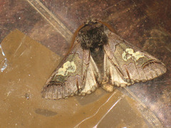 Diloba caeruleocephala
