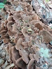 Stereum subtomentosum