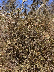 Andricus crystallinus