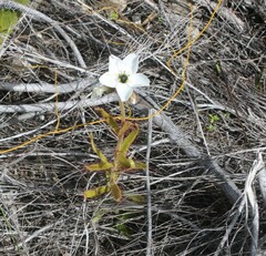 Drosera cistiflora