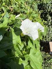 Calystegia silvatica