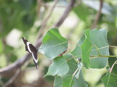 Limenitis arthemis arthemis