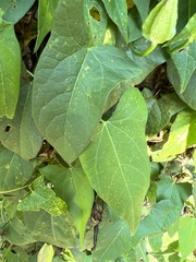 Calystegia silvatica