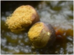 Trichia botrytis