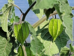 Physalis peruviana