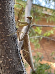 Hierodula transcaucasica
