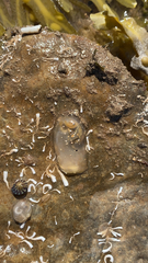 Phlebobranchia