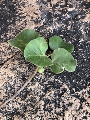Ficus tettensis