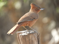 Pseudoseisura lophotes