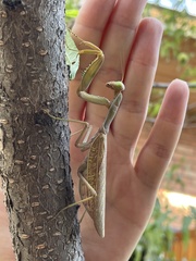 Hierodula transcaucasica