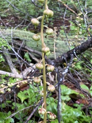 Pyrola