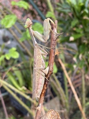 Hierodula transcaucasica