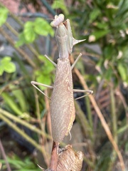 Hierodula transcaucasica