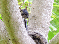 Sciurus colliaei