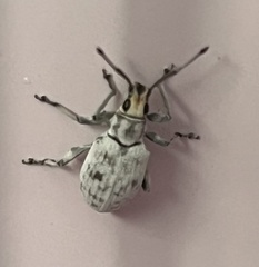 Myllocerus undecimpustulatus