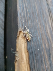 Paraphidippus aurantius
